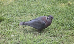Patagioenas araucana