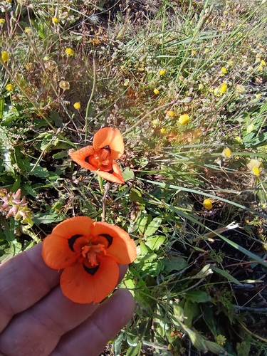 Elandsberg Peacock Flappie (Moraea villosa)