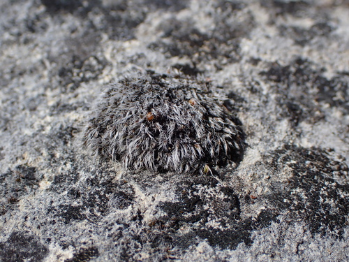 Grimmia Dry Rock Moss