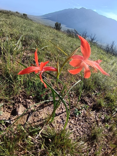 red afrikaner (Gladiolus watsonius)