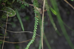 Melpomene moniliformis