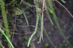 Melpomene moniliformis