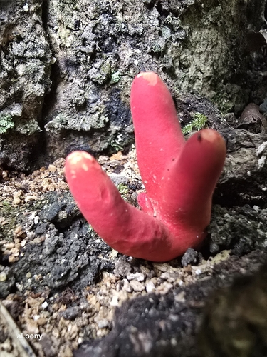 Trichoderma cornu-damae