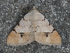 Frederickia flaviterminata