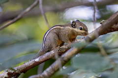 Cambodian Striped Squirrel photo 1