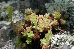 Sedum glaucophyllum