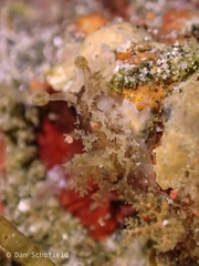 Plocamopherus ceylonicus