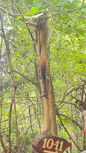 Sri Lankan Giant Squirrel