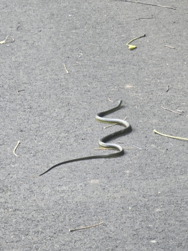 Common Tree Snake sighting