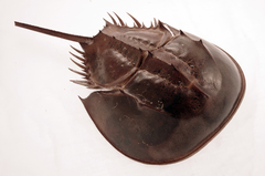 Tachypleus tridentatus