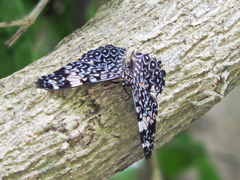 Hamadryas amphinome mazai