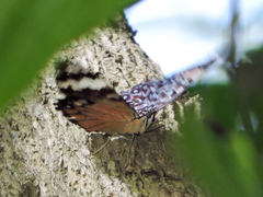 Hamadryas amphinome mazai