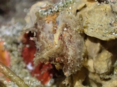 Plocamopherus ceylonicus