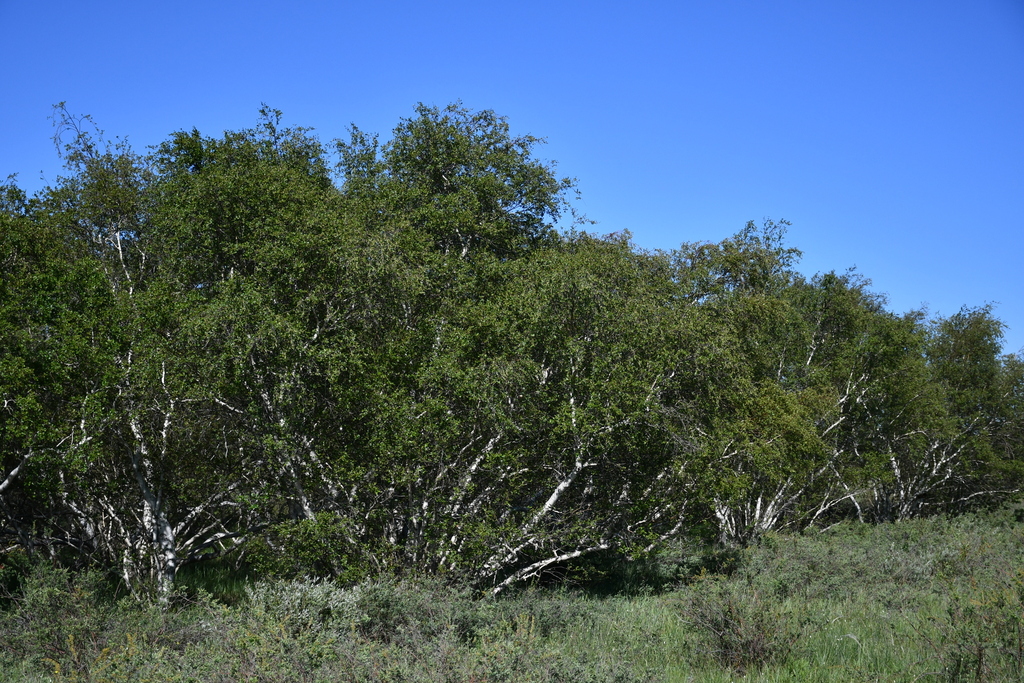 Betula karagandensis