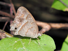 Cissia similis