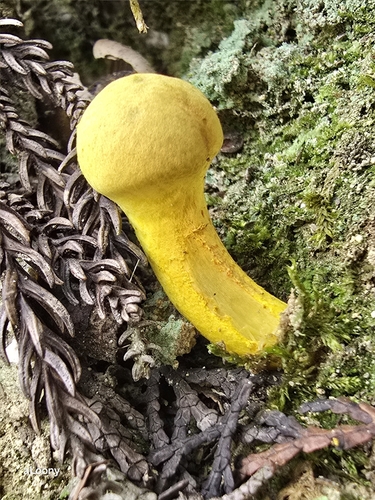 Pulveroboletus ravenelii