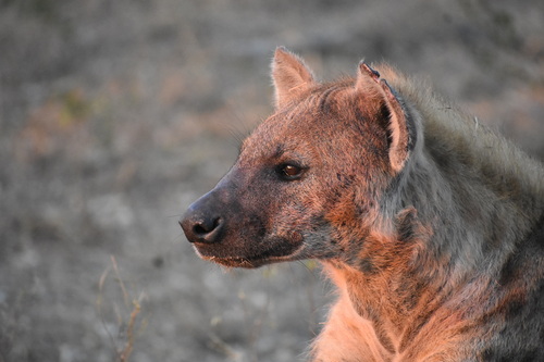 Spotted Hyena (Crocuta crocuta)