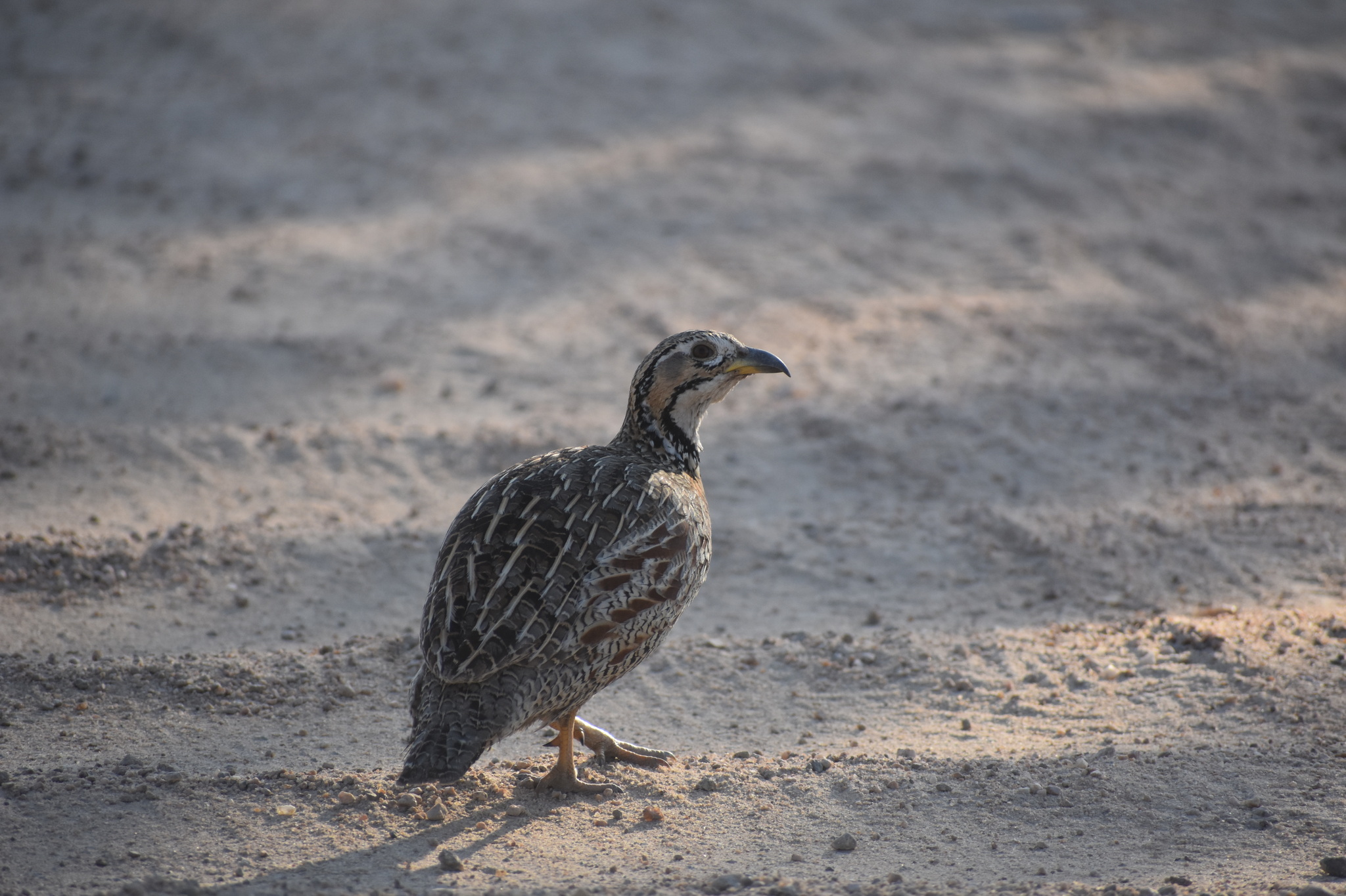 Shelley's Francolin (Scleroptila shelleyi), photo 1