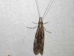 Triplectides similis