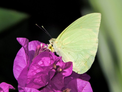 Aphrissa statira statira