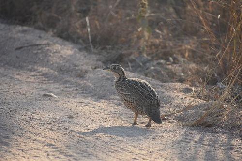 Shelley's Francolin (Scleroptila shelleyi), photo 3