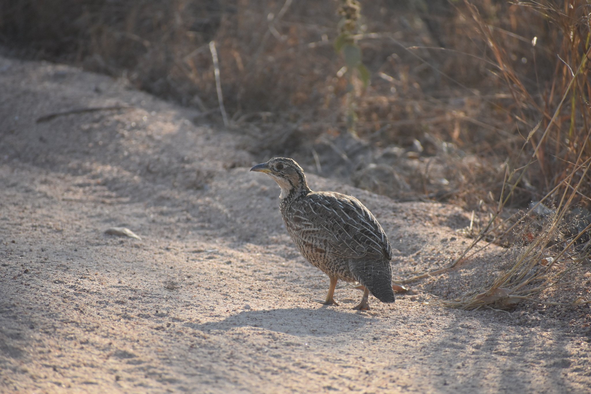 Shelley's Francolin (Scleroptila shelleyi), photo 2