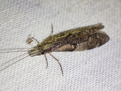 Triplectides similis