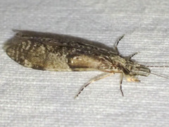 Triplectides similis