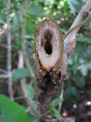 Triplaris americana