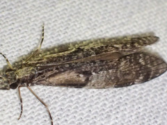 Triplectides similis