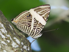 Colobura dirce dirce