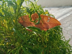 Cricula trifenestrata