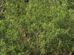 Alchornea castaneifolia