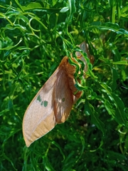 Cricula trifenestrata