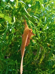 Cricula trifenestrata