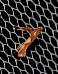 Caloptilia xanthopharella