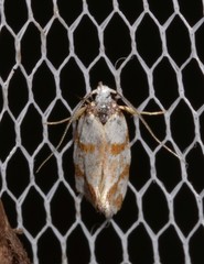 Isomoralla gephyrota