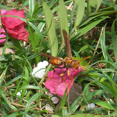 Polistes jokahamae