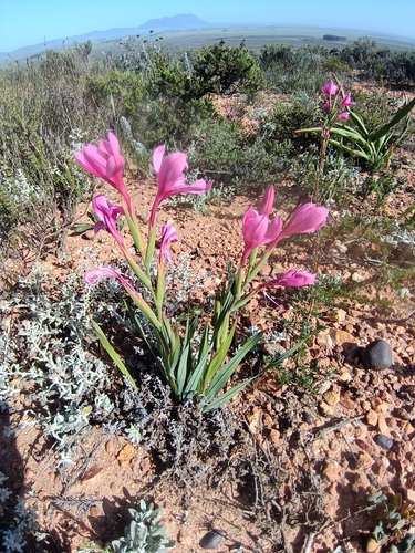 Swartveld Watsonia (Watsonia dubia)