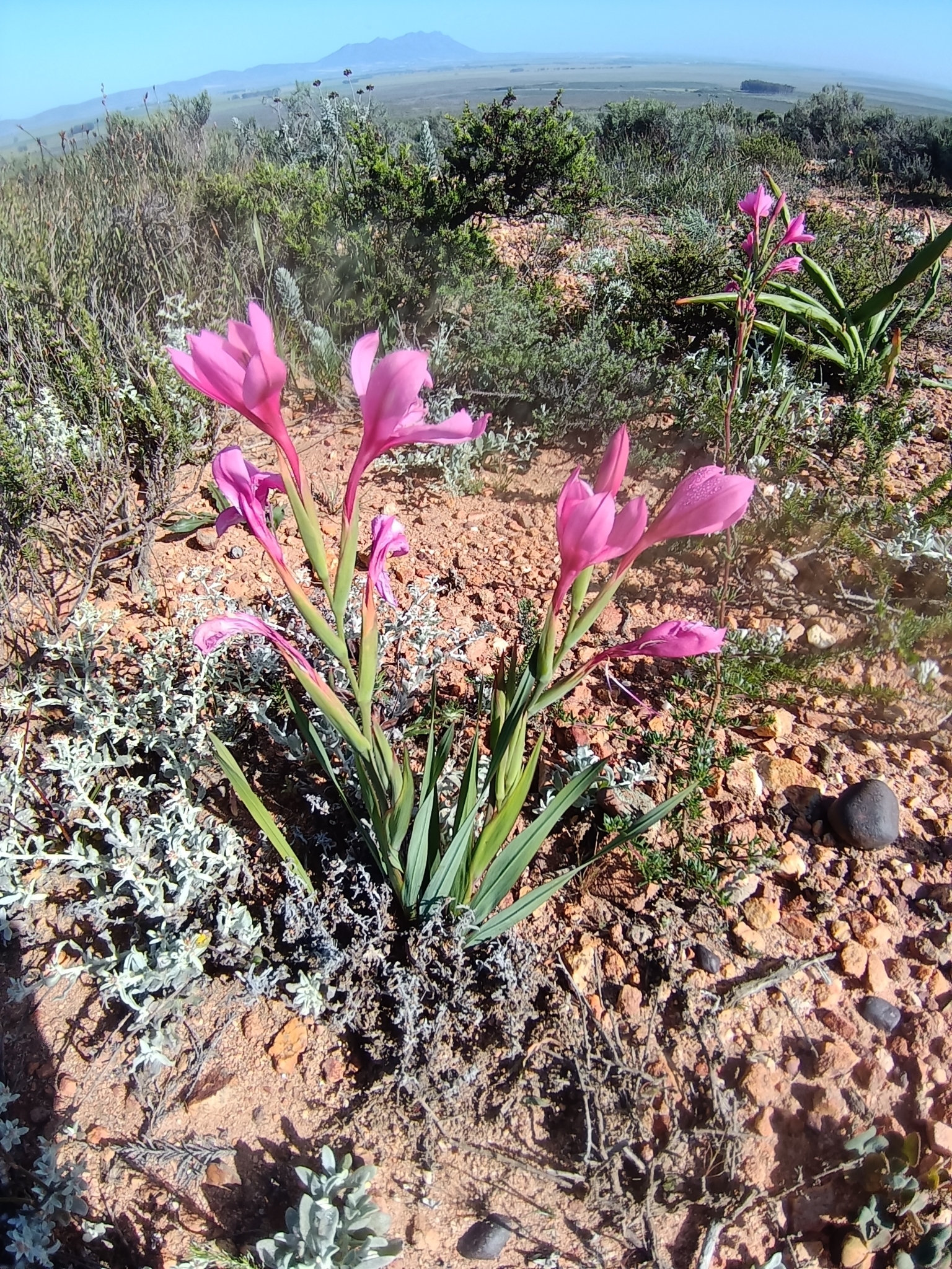 Swartveld Watsonia (Watsonia dubia)