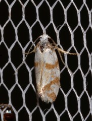 Isomoralla gephyrota