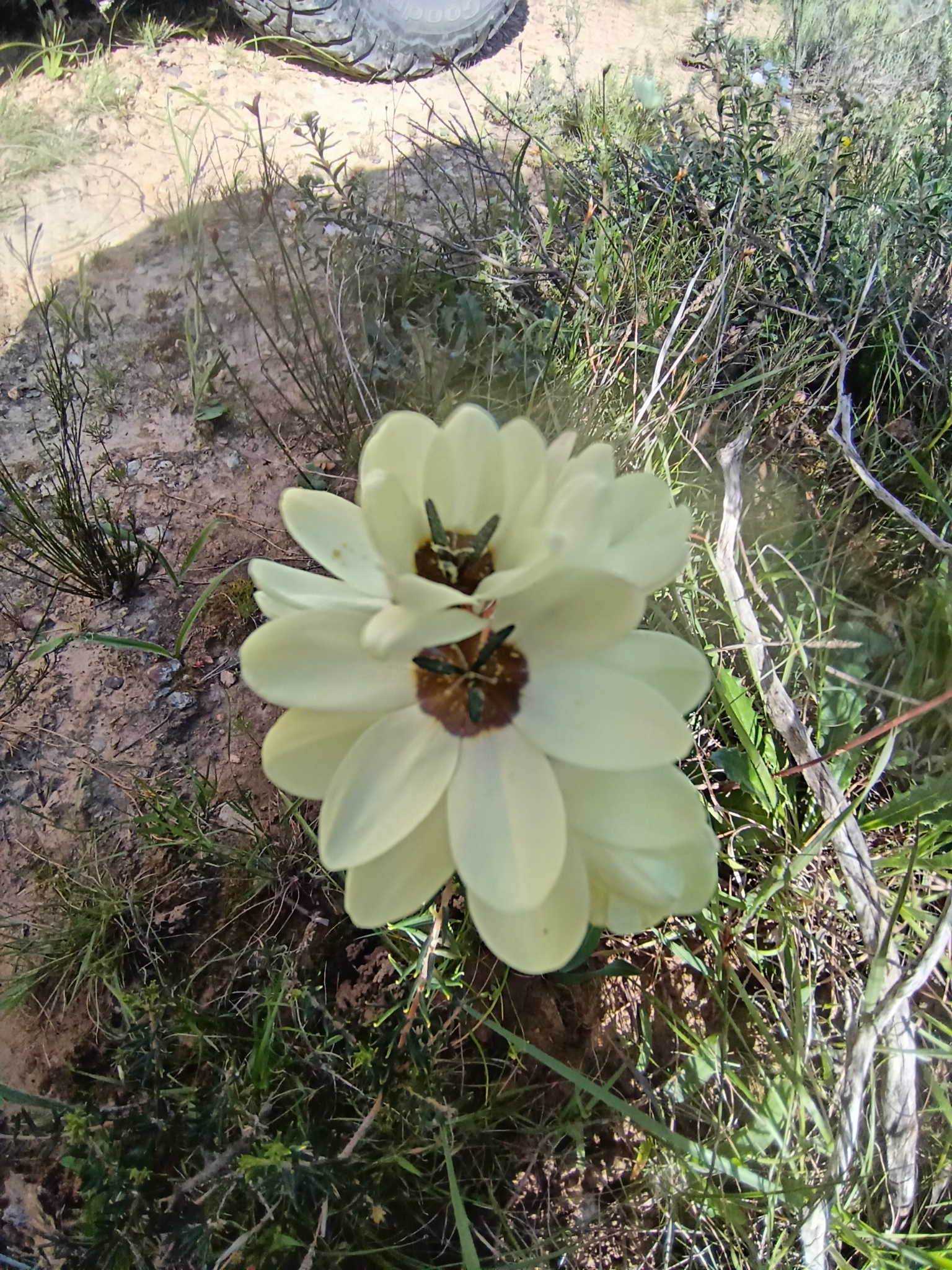 Swartland Kalossie (Ixia abbreviata)