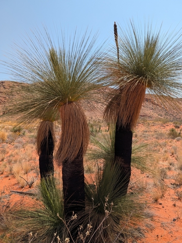 desert grass-tree (Xanthorrhoea thorntonii)
