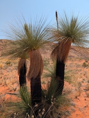 Xanthorrhoea thorntonii