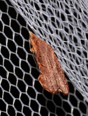 Glyphidoptera polymita