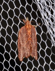 Glyphidoptera polymita