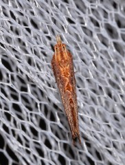 Glyphidoptera polymita