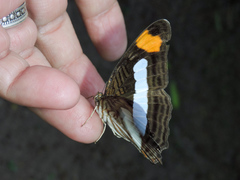 Adelpha iphicleola iphicleola