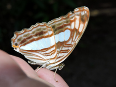 Adelpha iphicleola iphicleola
