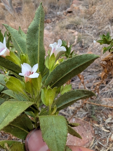 Eremophila elderi observed 2025-09-18